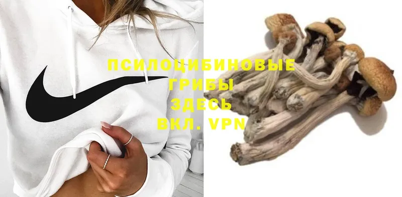 купить   Покров  Галлюциногенные грибы Psilocybine cubensis 